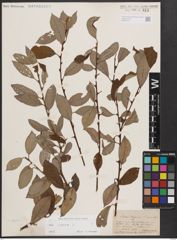 Foto von Salix caprea L.